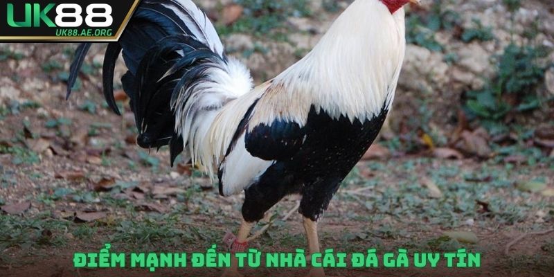 Điểm mạnh đến từ nhà cái đá gà uy tín